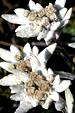 edelweiss